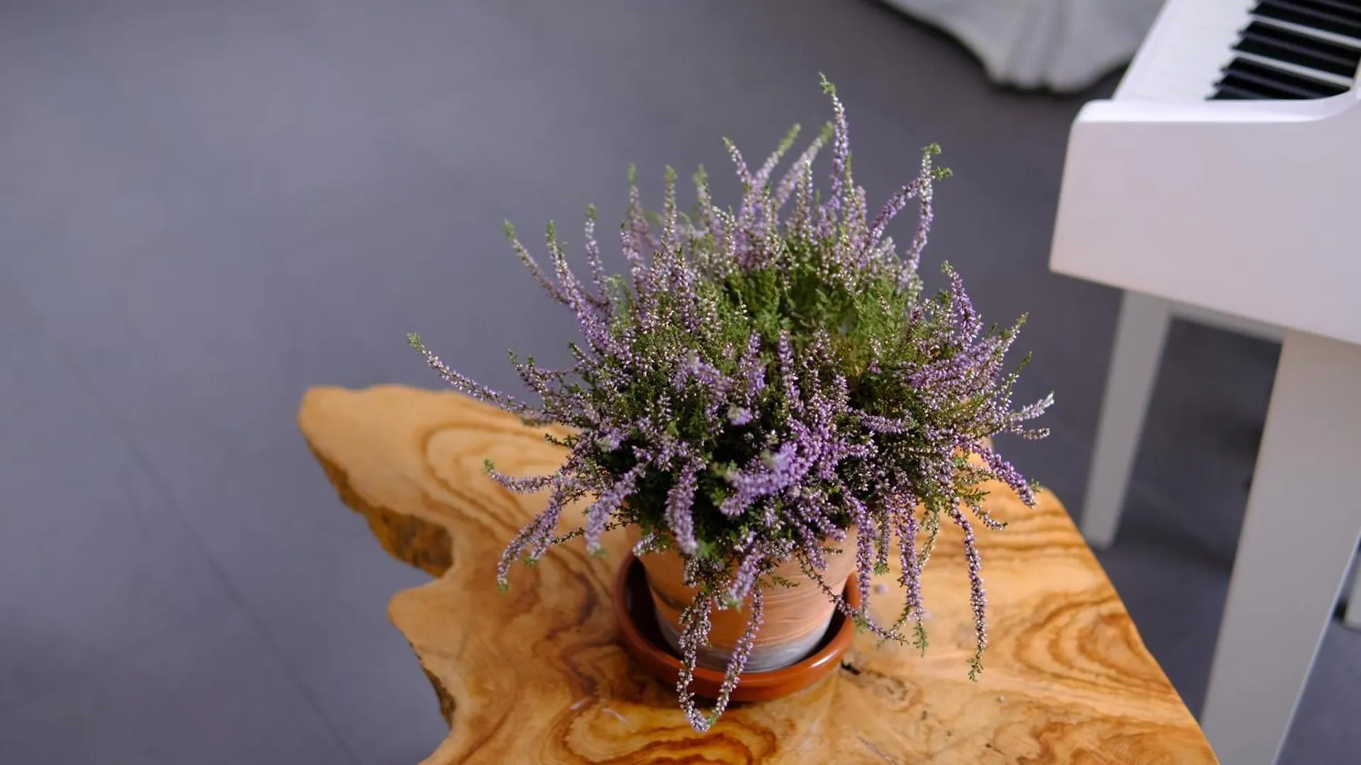Bed & Breakfast Casa Caimari Guest House, For Mountain Lovers! Spain